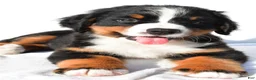 Bernese Mountain Dog dogs for sale: Porter - Ad 7