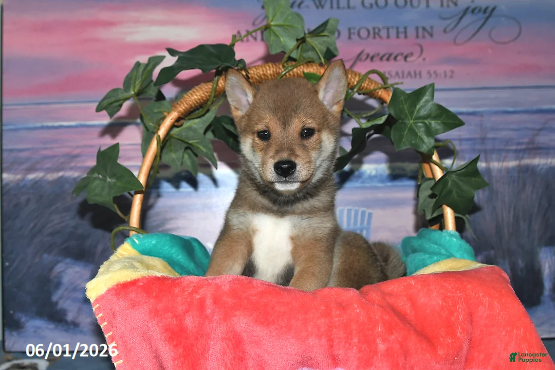 Shiba Inu dogs for sale: Lyndon - Ad 2