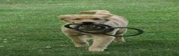 Golden Retriever dogs for sale: Golden Retriever 1 - Ad 15