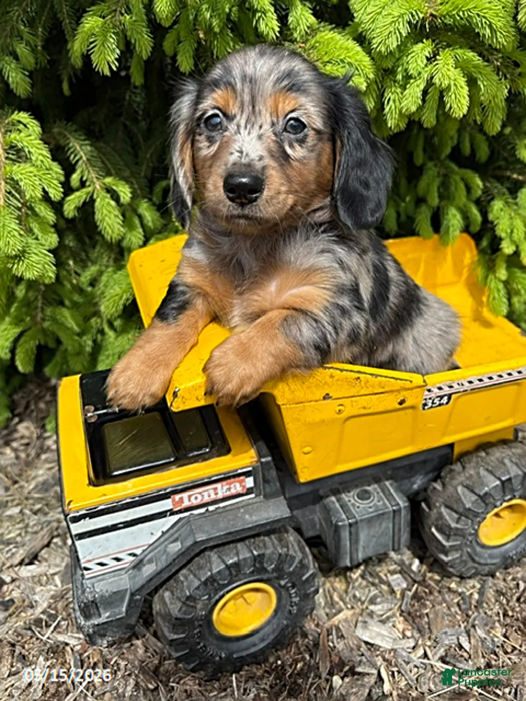 Dachshund dogs for sale: Enzo - Ad 2
