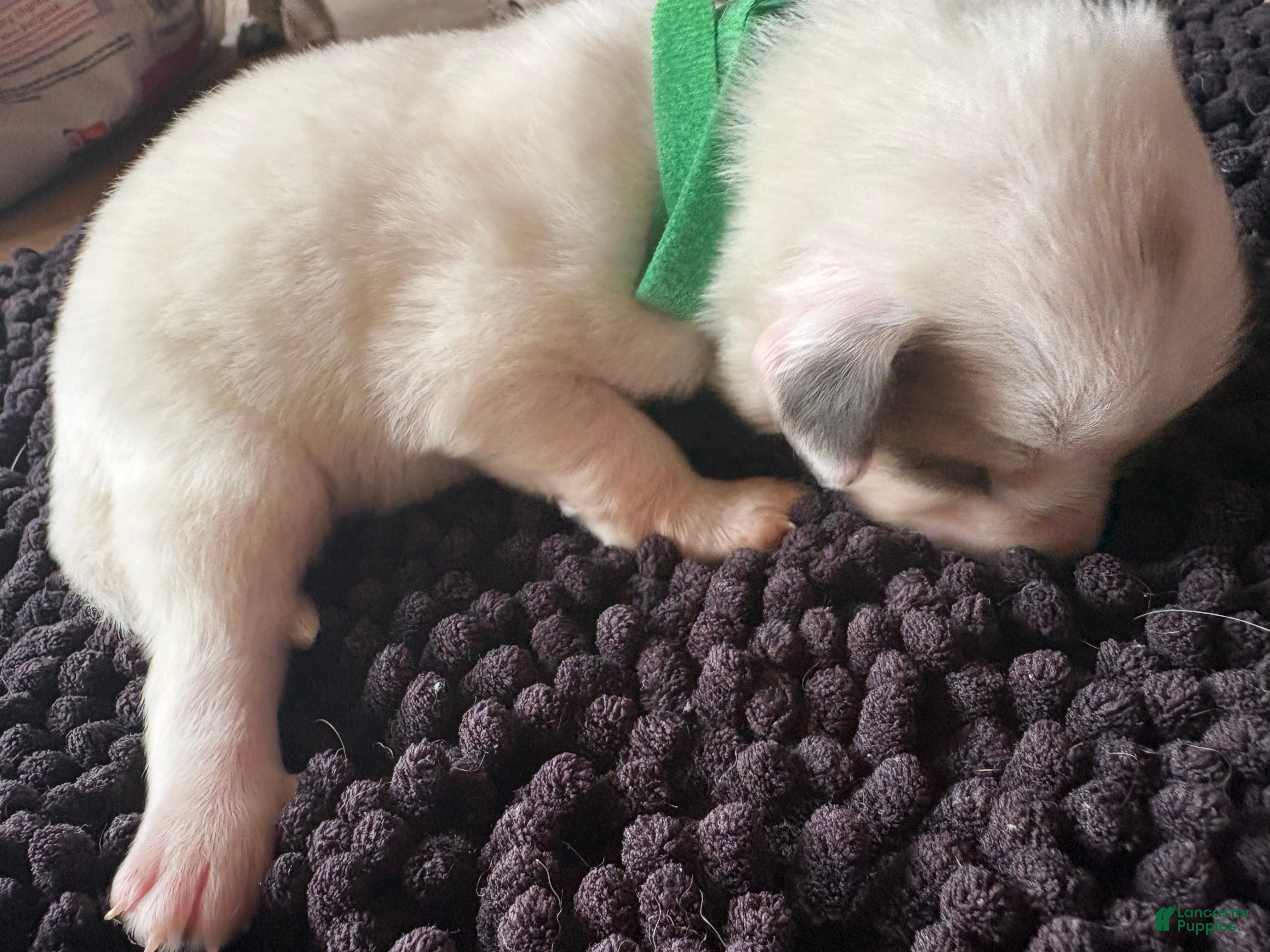 Great Pyrenees dogs for sale: Great Pyrenees 7 - Ad 37