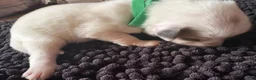 Great Pyrenees dogs for sale: Great Pyrenees 7 - Ad 1