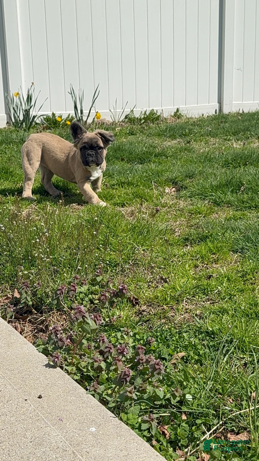 French Bulldog dogs for sale: Biscuit - Ad 2