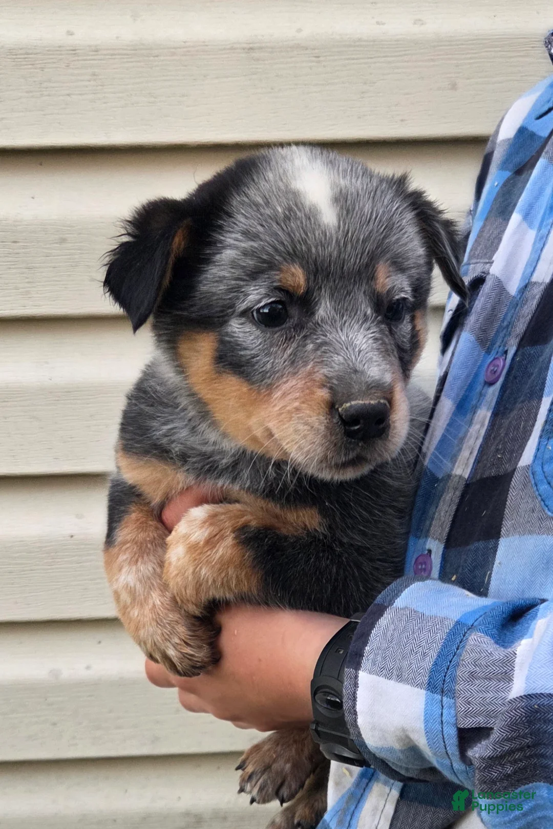 Australian Cattle Dog dogs for sale: Jax - Ad 1