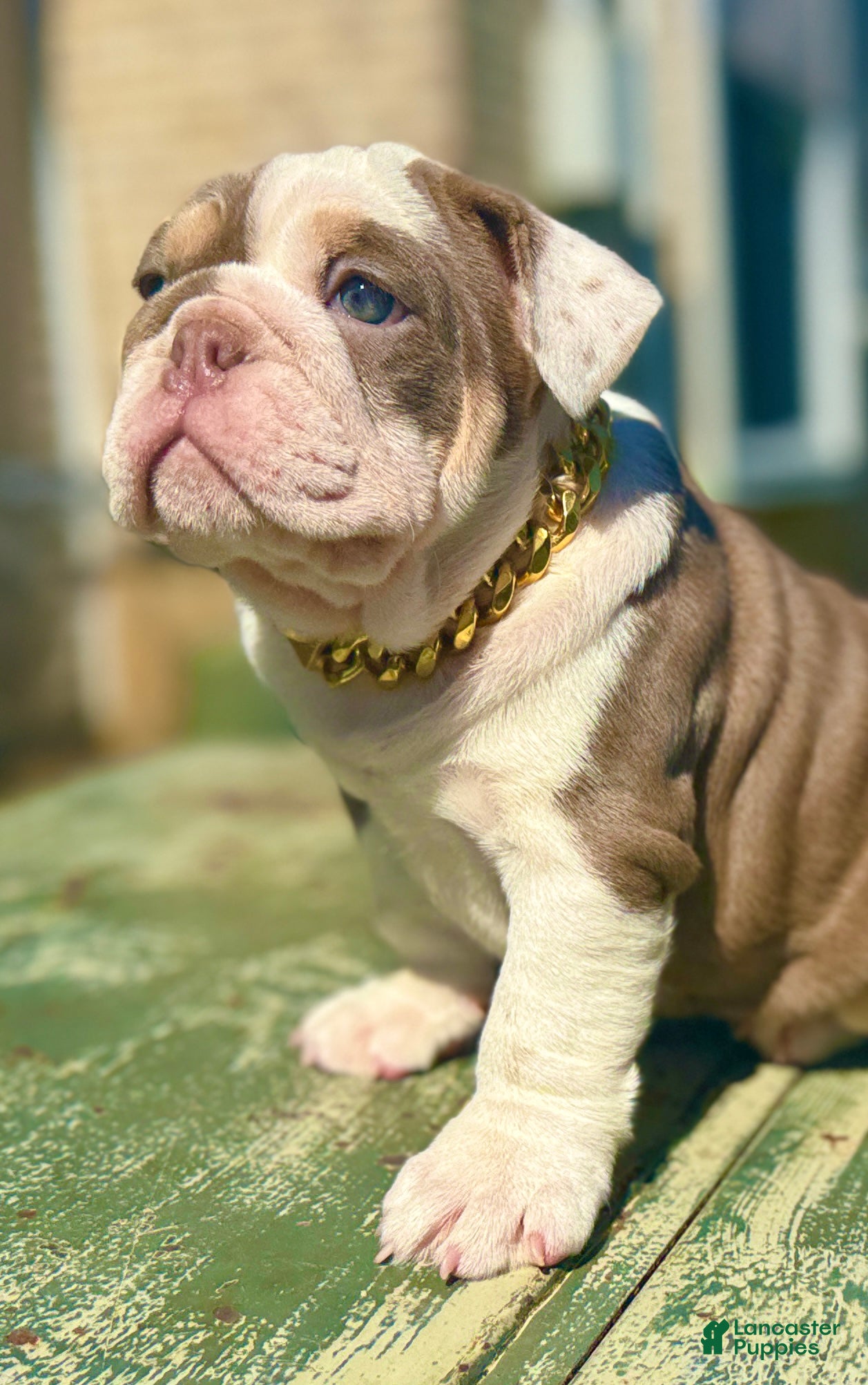 English Bulldog dogs Diamond - Ad 20