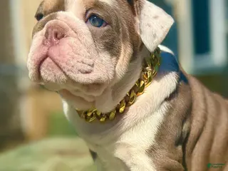 English Bulldog dogs Diamond - Ad 20
