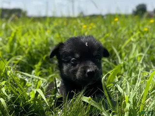 Goberian dogs Jewels - Ad 9