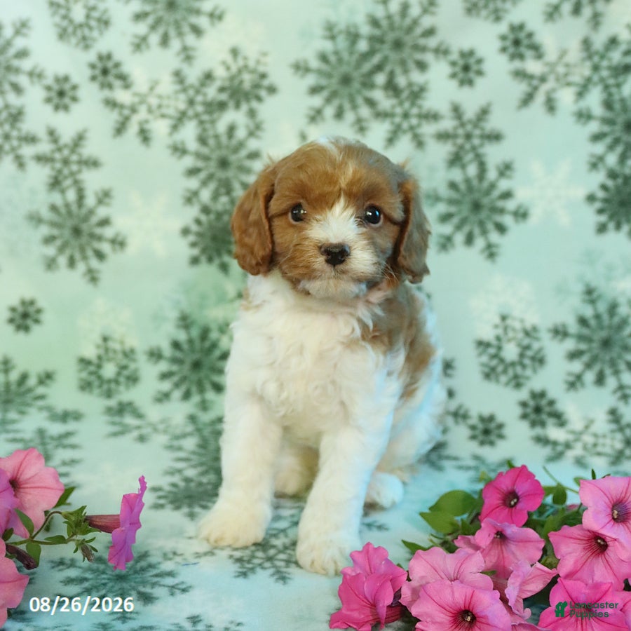 Cavapoo dogs for sale: Spotty - Ad 1
