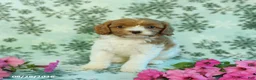 Cavapoo dogs for sale: Spotty - Ad 1