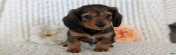 Miniature Dachshund dogs for sale: Rocco - Ad 4