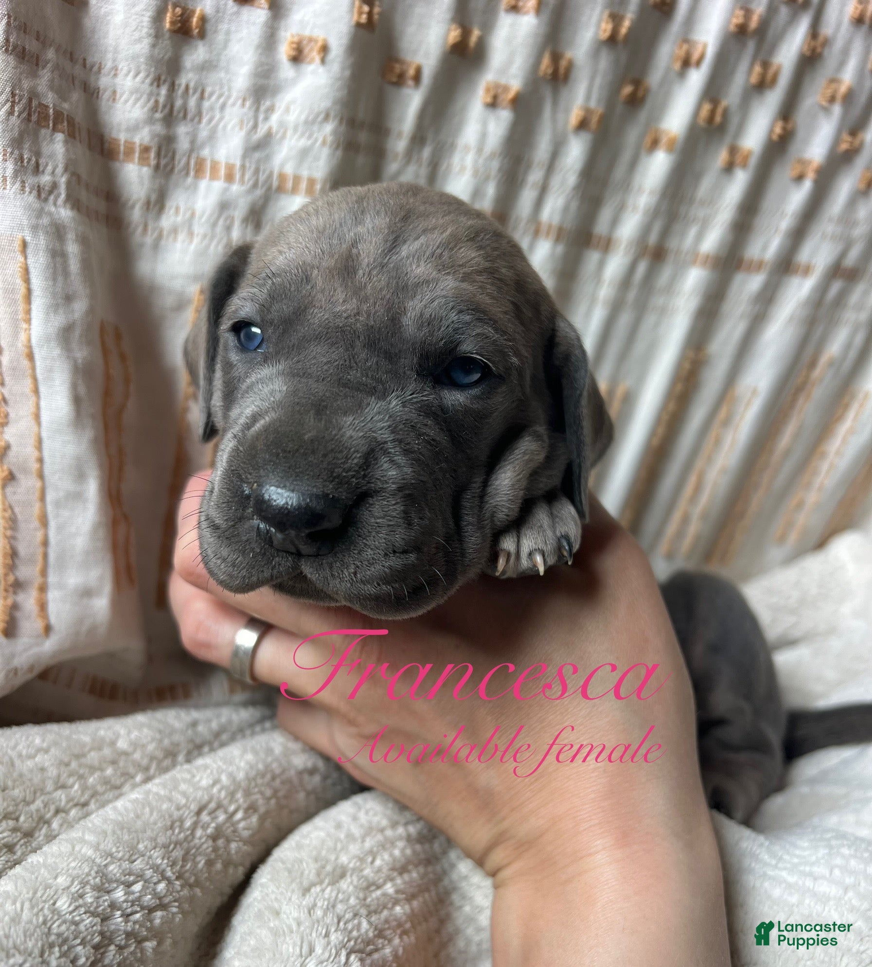 Great Dane dogs Francesca  - Ad 5