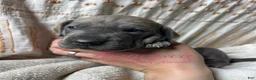Great Dane dogs for sale: Francesca  - Ad 1