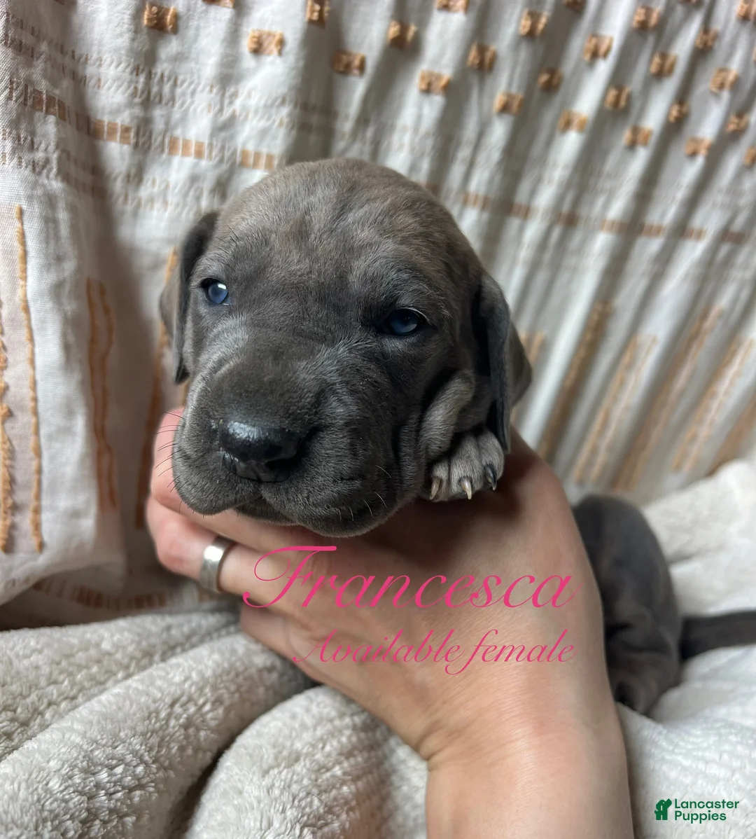 Great Dane dogs for sale: Francesca  - Ad 1