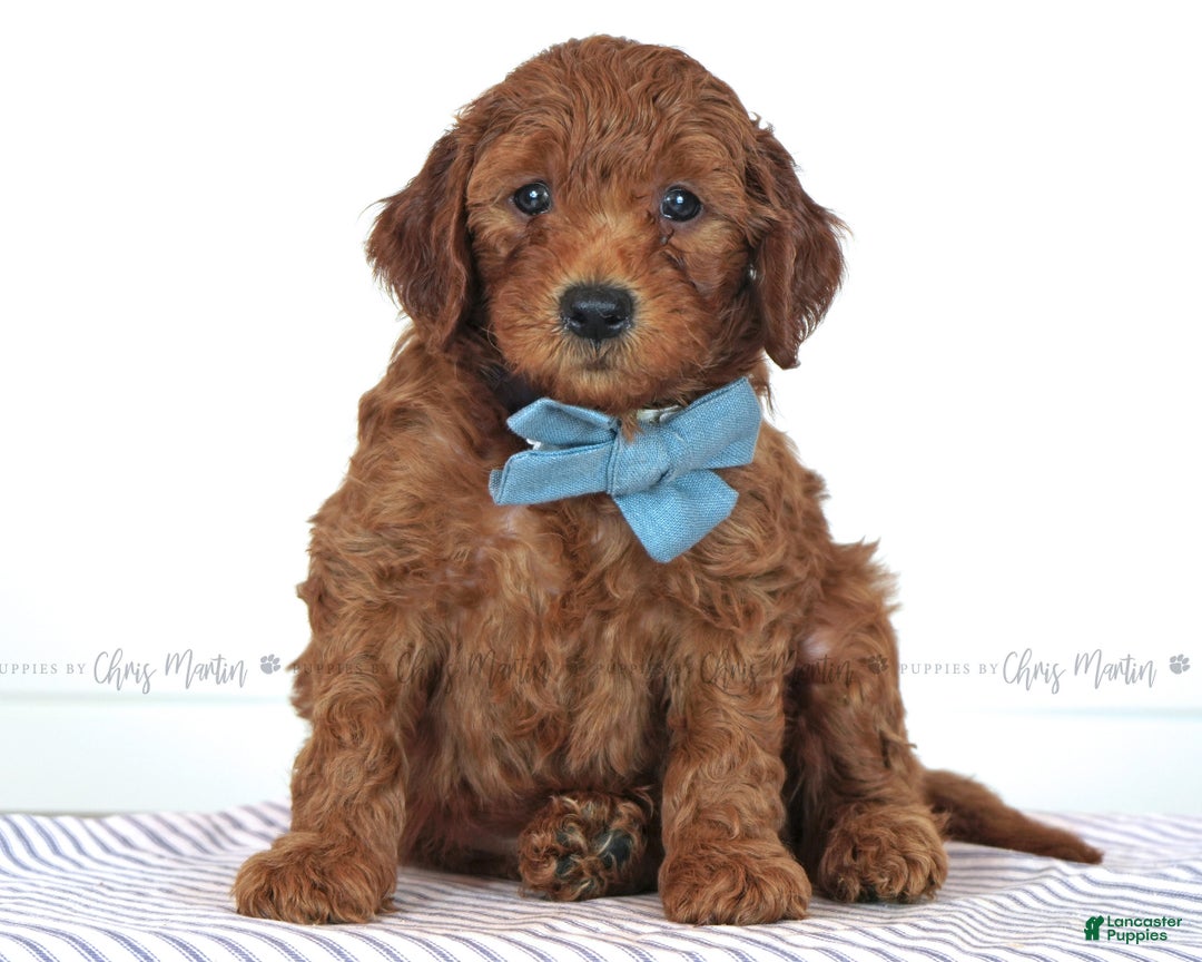 Mini Goldendoodle Puppies for sale in Pennsylvania Lancaster Puppies