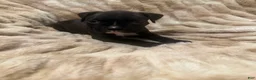 Boxer dogs for sale: Mia - Ad 5