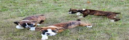 Boxer dogs for sale: Boxer 6 - Ad 24
