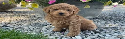 Mini Goldendoodle dogs for sale: Max Mini Goldendoodle  - Ad 3