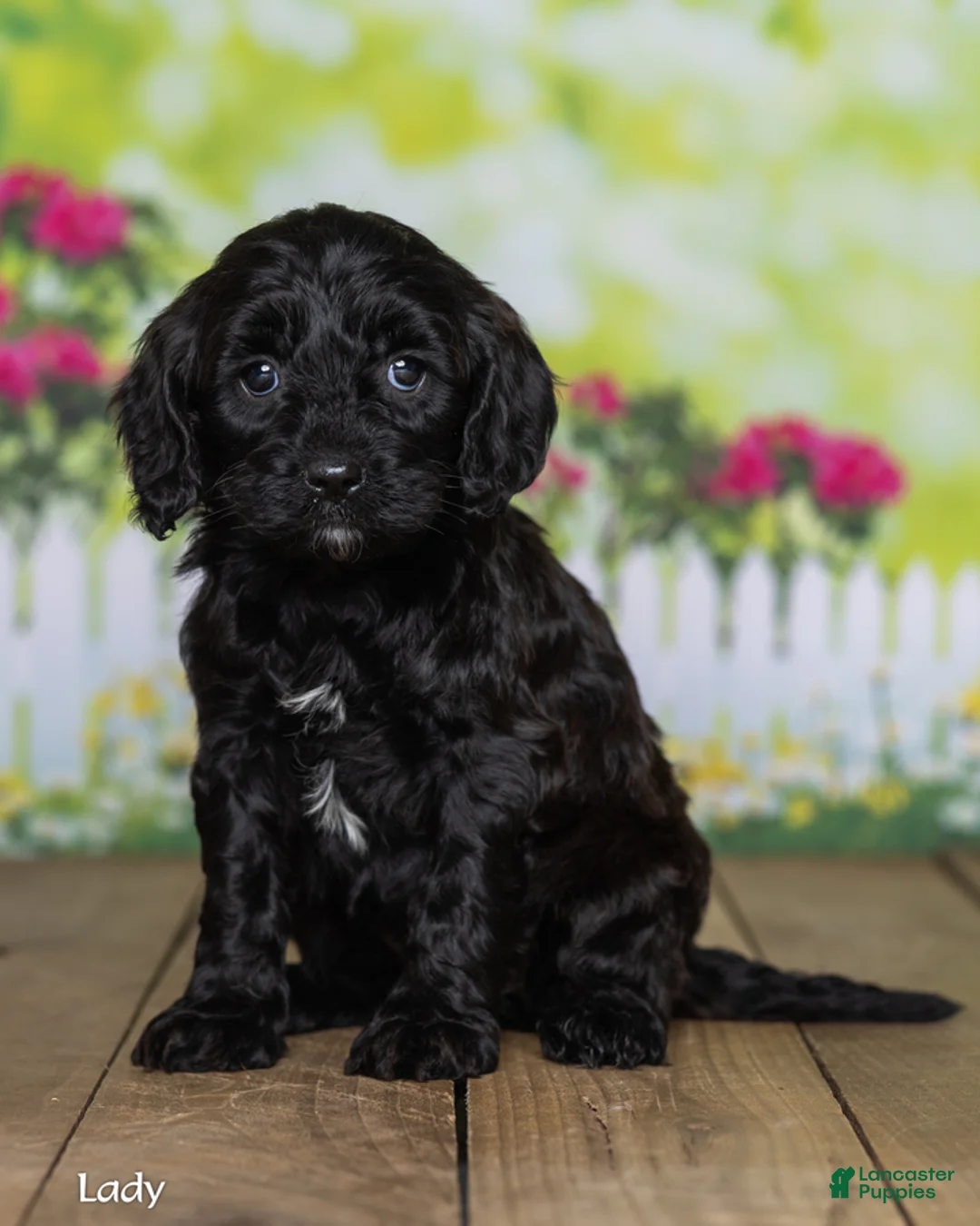 Cavapoo dogs for sale: Lady - Ad 2