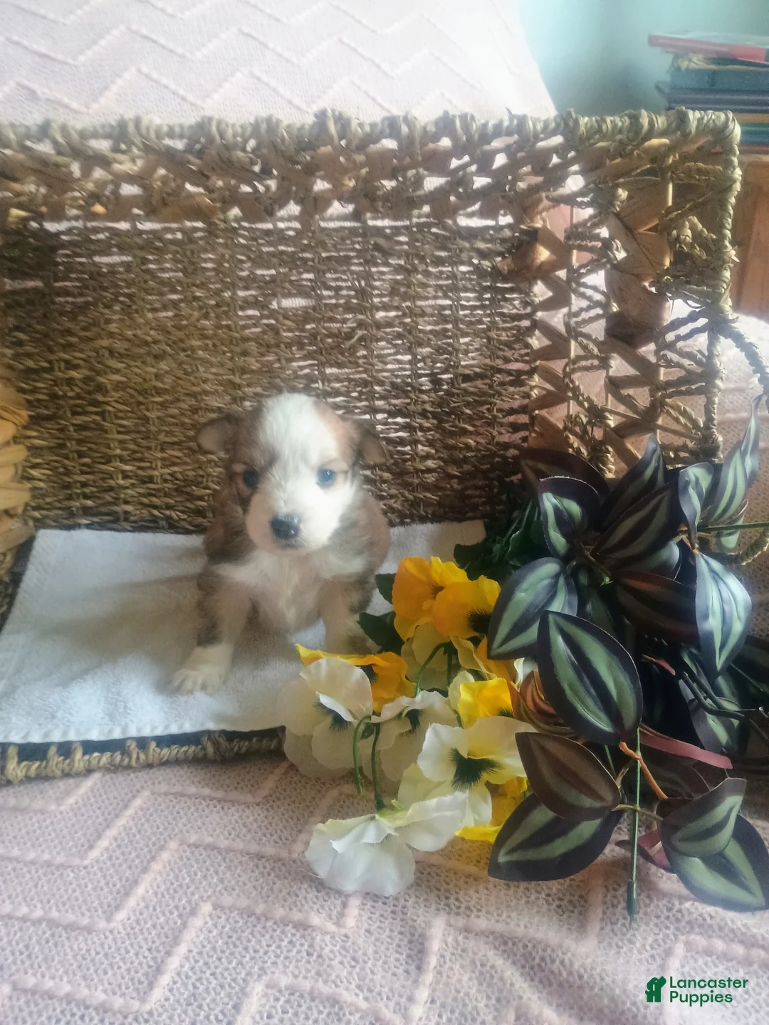 Mixed Breed dogs for sale: Mixed Breed Puppy 4 - Ad 5
