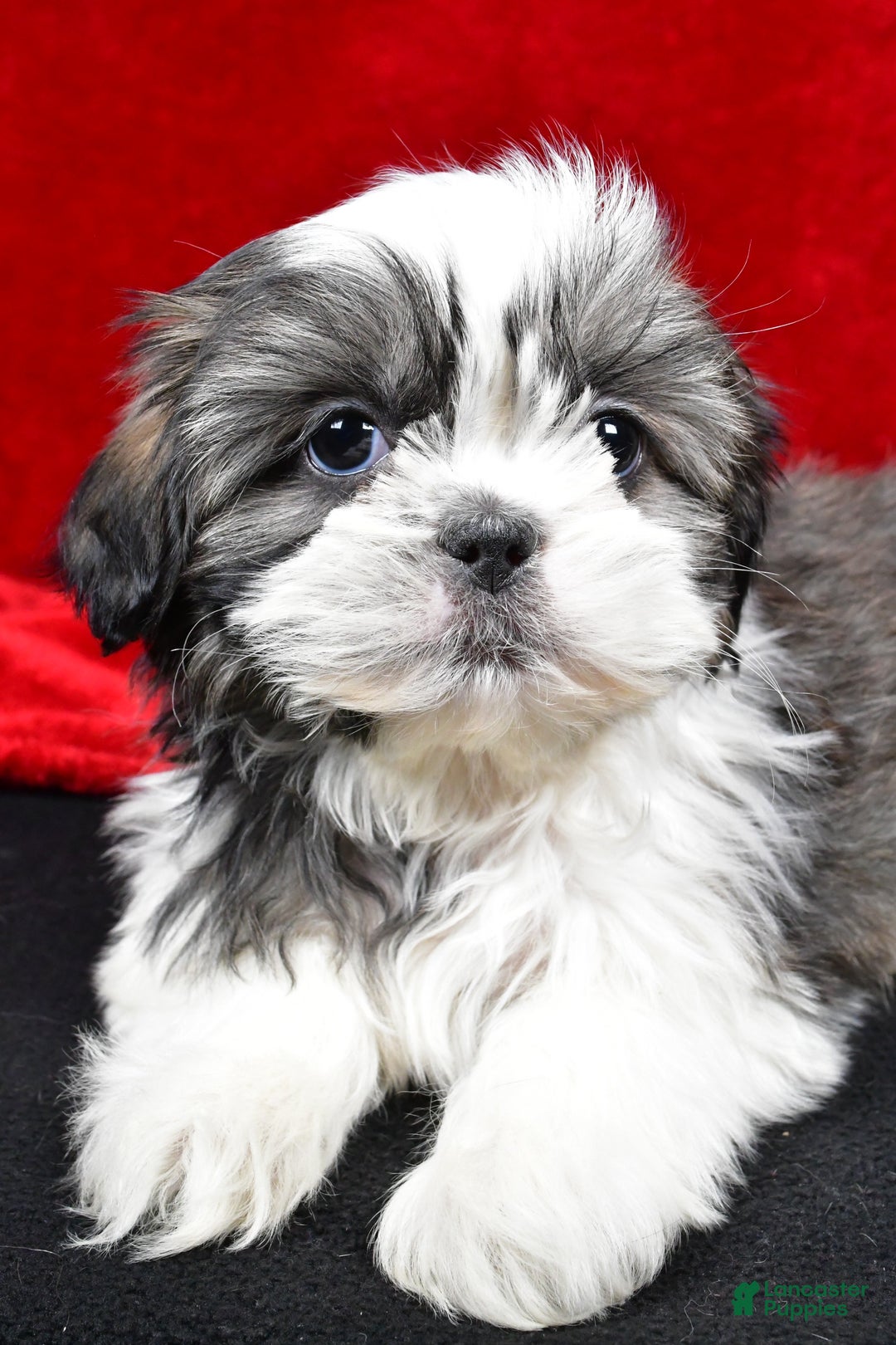 Shih Tzu dogs for sale: Daisy - Ad 2