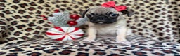 Pug dogs for sale: Angel - Ad 2