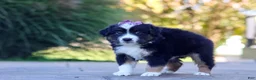Miniature Australian Shepherd dogs for sale: Zuzu - Ad 2