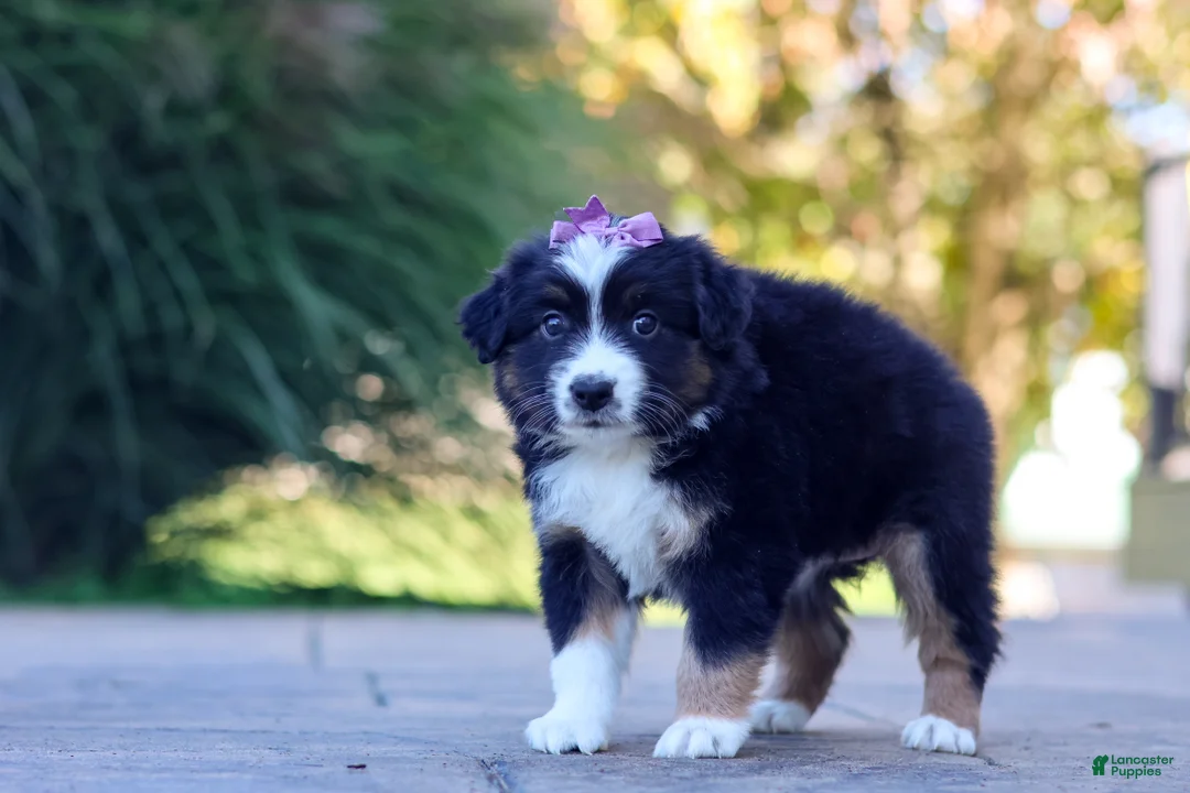 Miniature Australian Shepherd dogs for sale: Zuzu - Ad 2