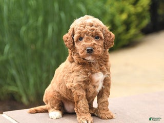 Cockapoo dogs - Ad 11