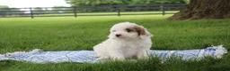 Mini Goldendoodle dogs for sale: Ria - Ad 5