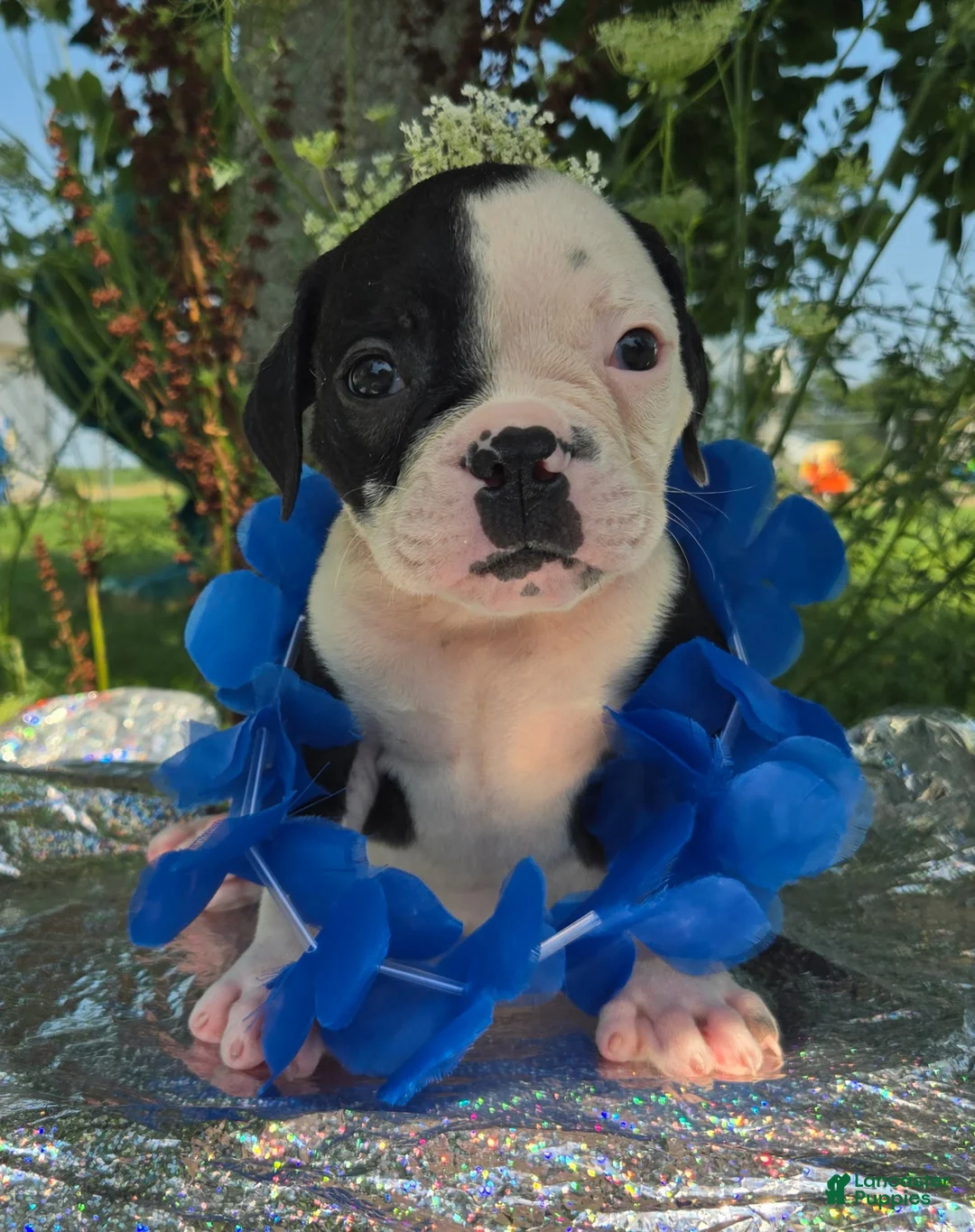 Olde English Bulldogge dogs for sale: Joey - Ad 6