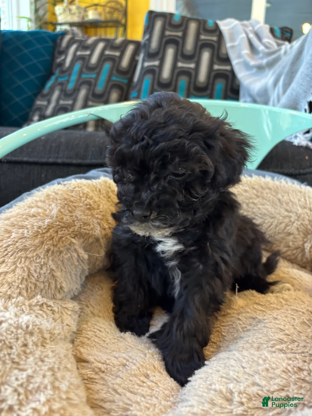 Cavapoo dogs for sale: Joey - Ad 1