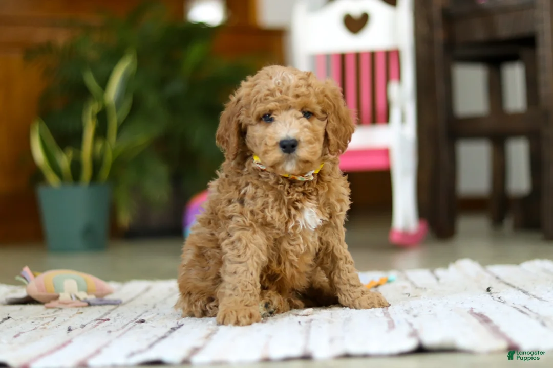 Mini Goldendoodle dogs for sale: Sam - Ad 5