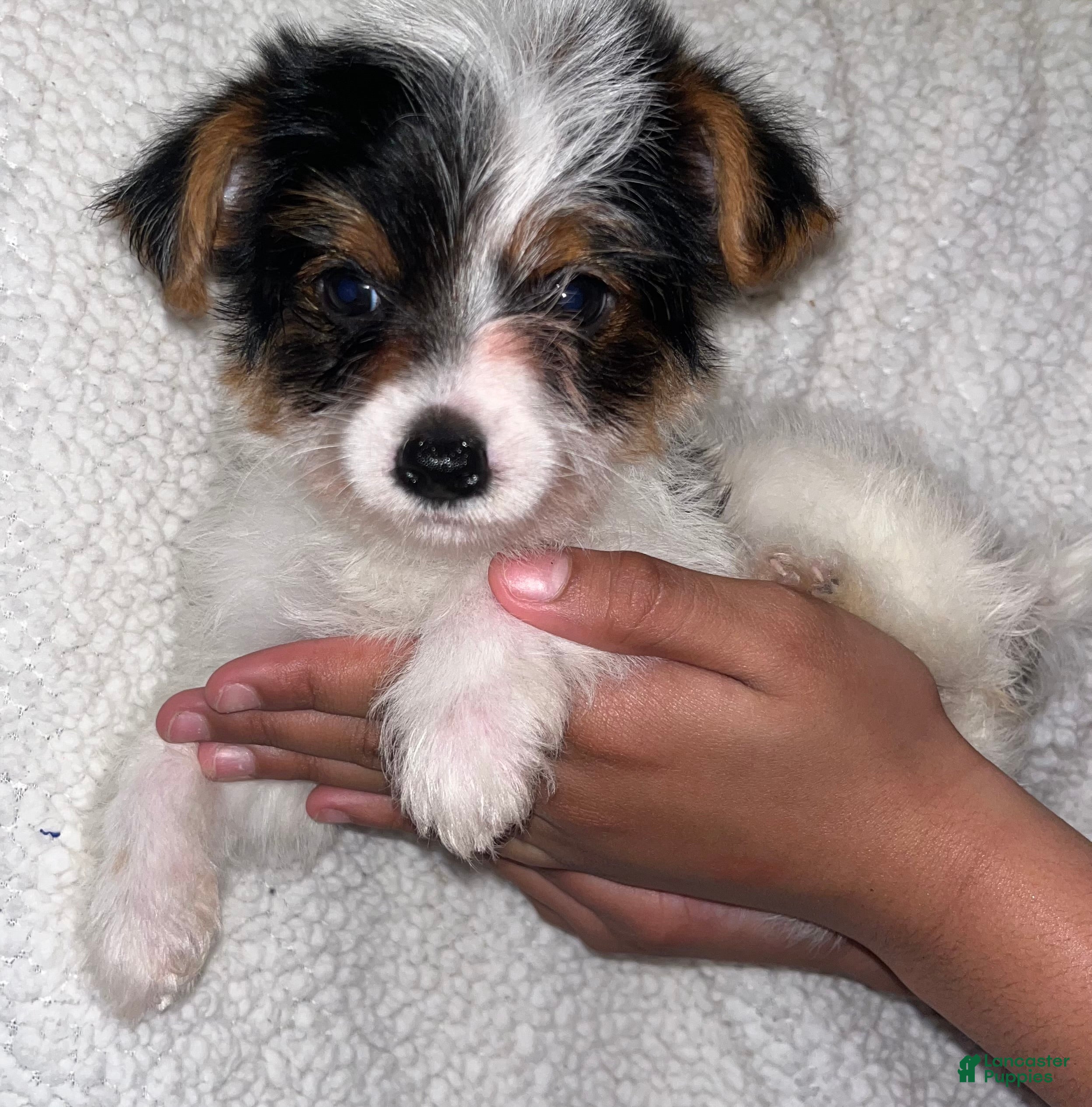 Yorkshire Terrier dogs Yorkshire Terrier Puppy 1 - Ad 16