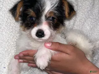 Yorkshire Terrier dogs Yorkshire Terrier Puppy 1 - Ad 16