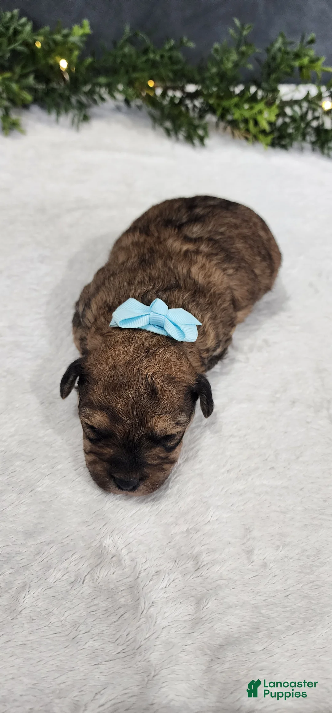 Miniature Poodle dogs for sale: Oliver - Ad 4