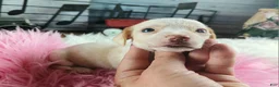 Dachshund dogs for sale: Nationwide delivery. Sugar pies piebald girl Freckle nose - Ad 7