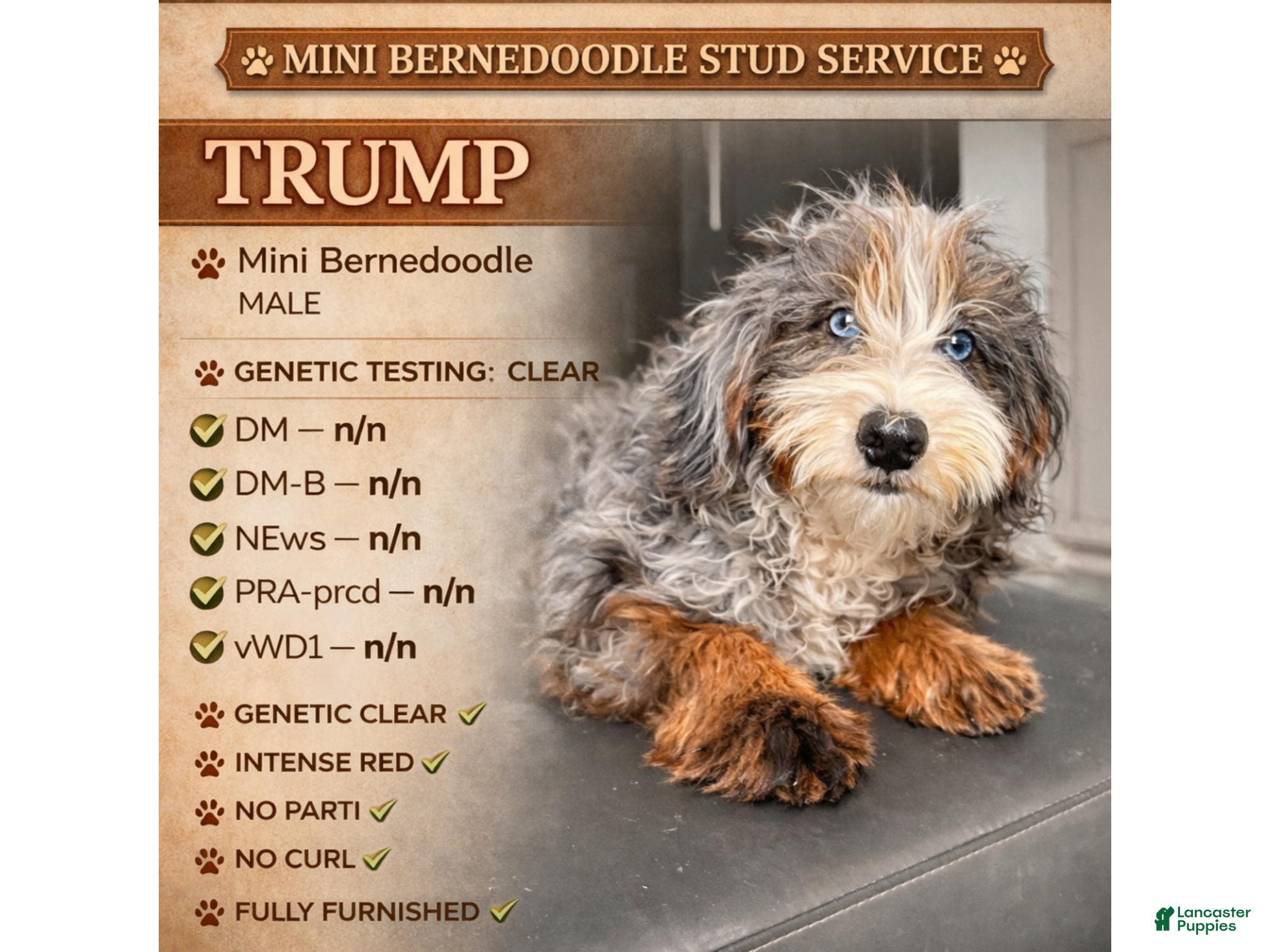 Mini Bernedoodle dogs Trump - Ad 1
