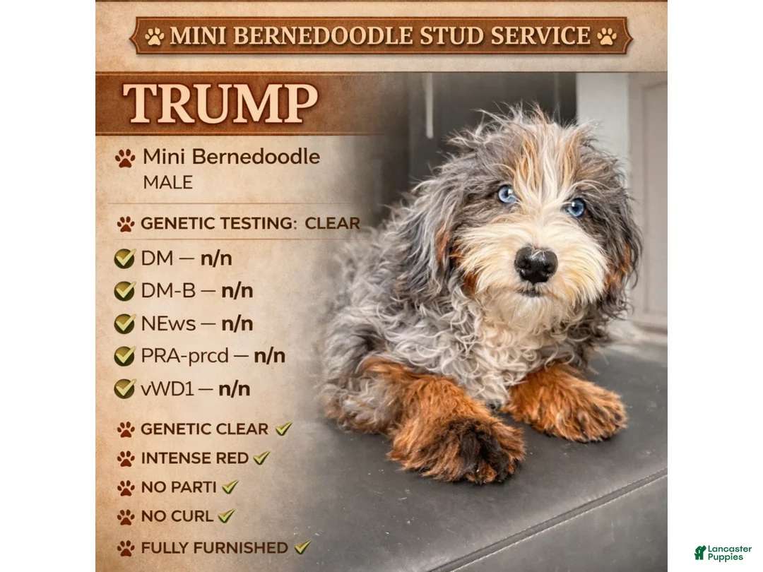 Mini Bernedoodle dogs for stud: Trump - Ad 1