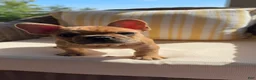 French Bulldog dogs for sale: Potato - Ad 4