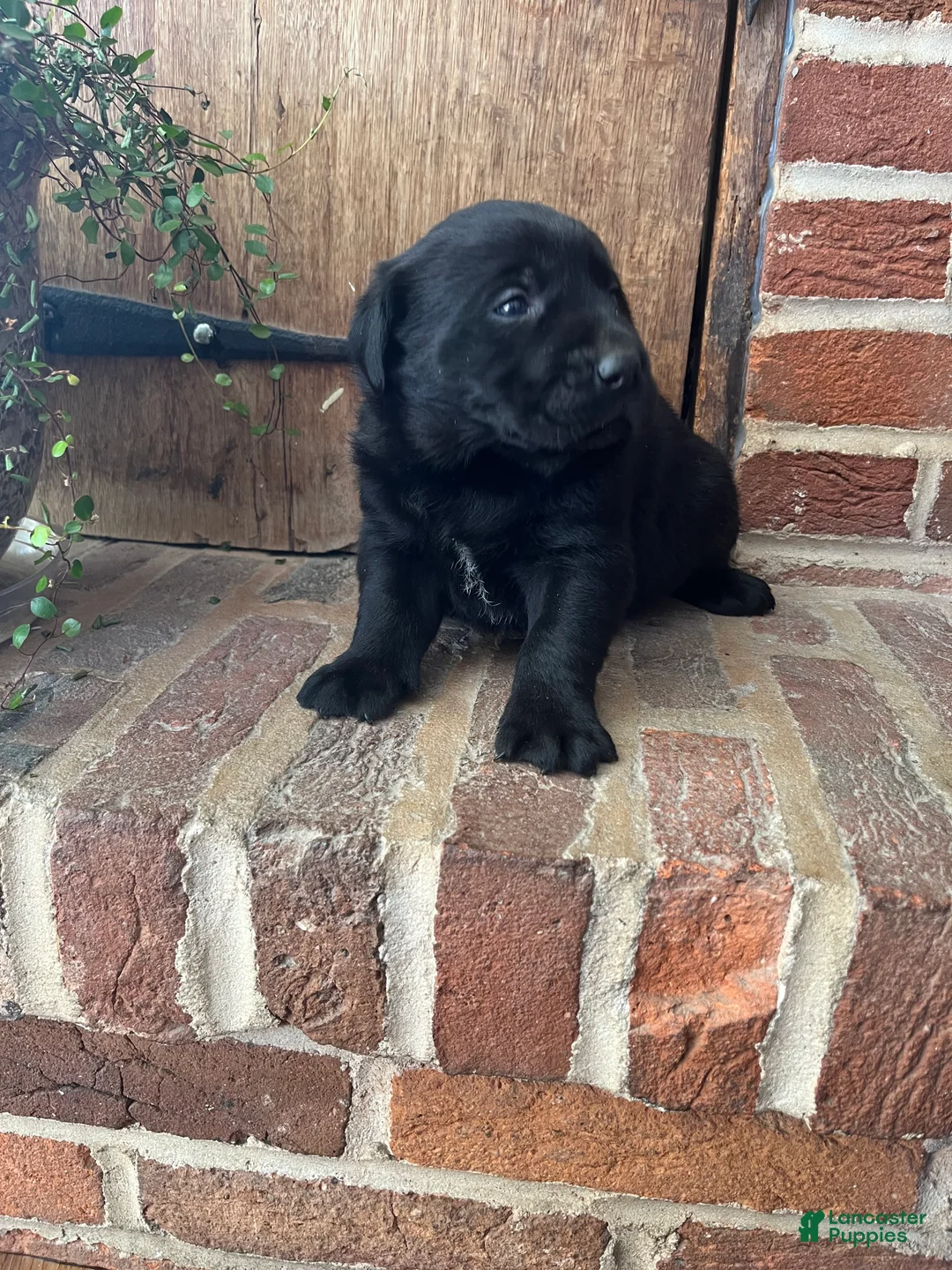 Labrador Retriever dogs for sale: Duke - Ad 1