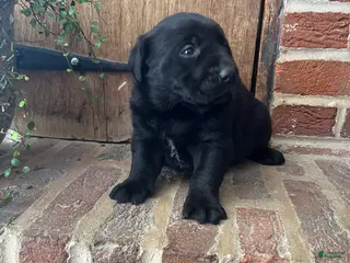 Labrador Retriever dogs Duke - Ad 33