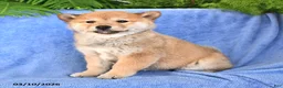 Shiba Inu dogs for sale: Diane - Ad 2