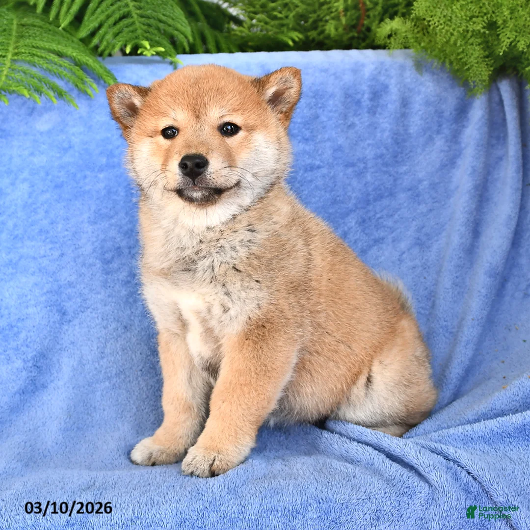 Shiba Inu dogs for sale: Diane - Ad 2