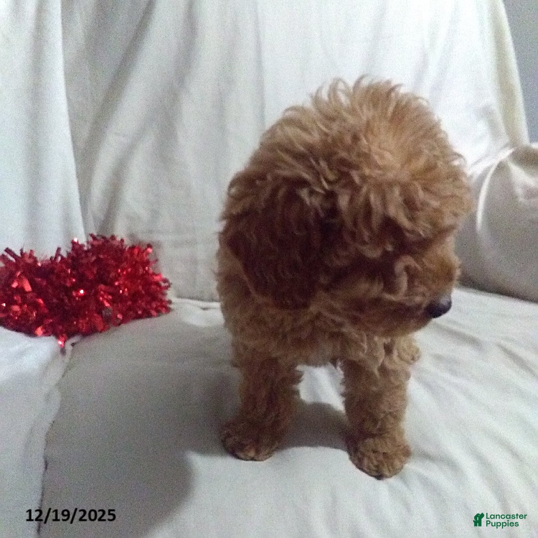 Mini Goldendoodle dogs for sale: Jolly - Ad 4