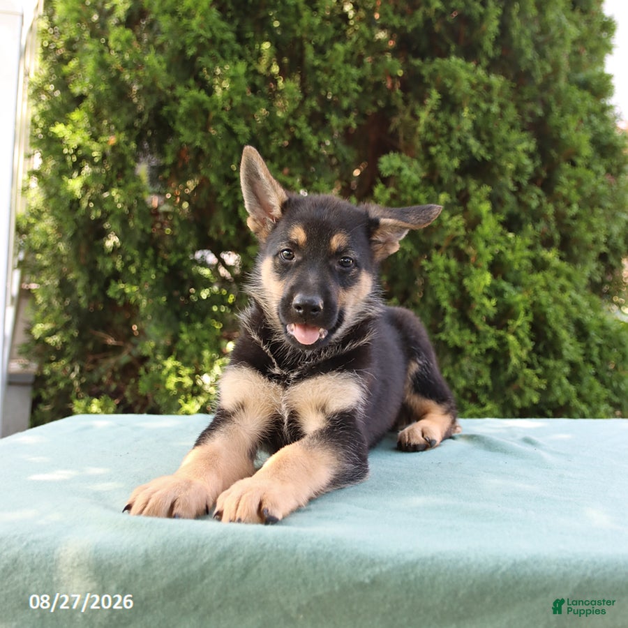German Shepherd dogs Summer - Ad 1
