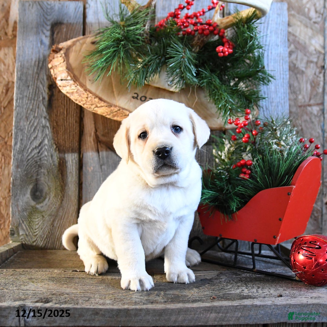Labrador Retriever dogs for sale: Scotty - Ad 5