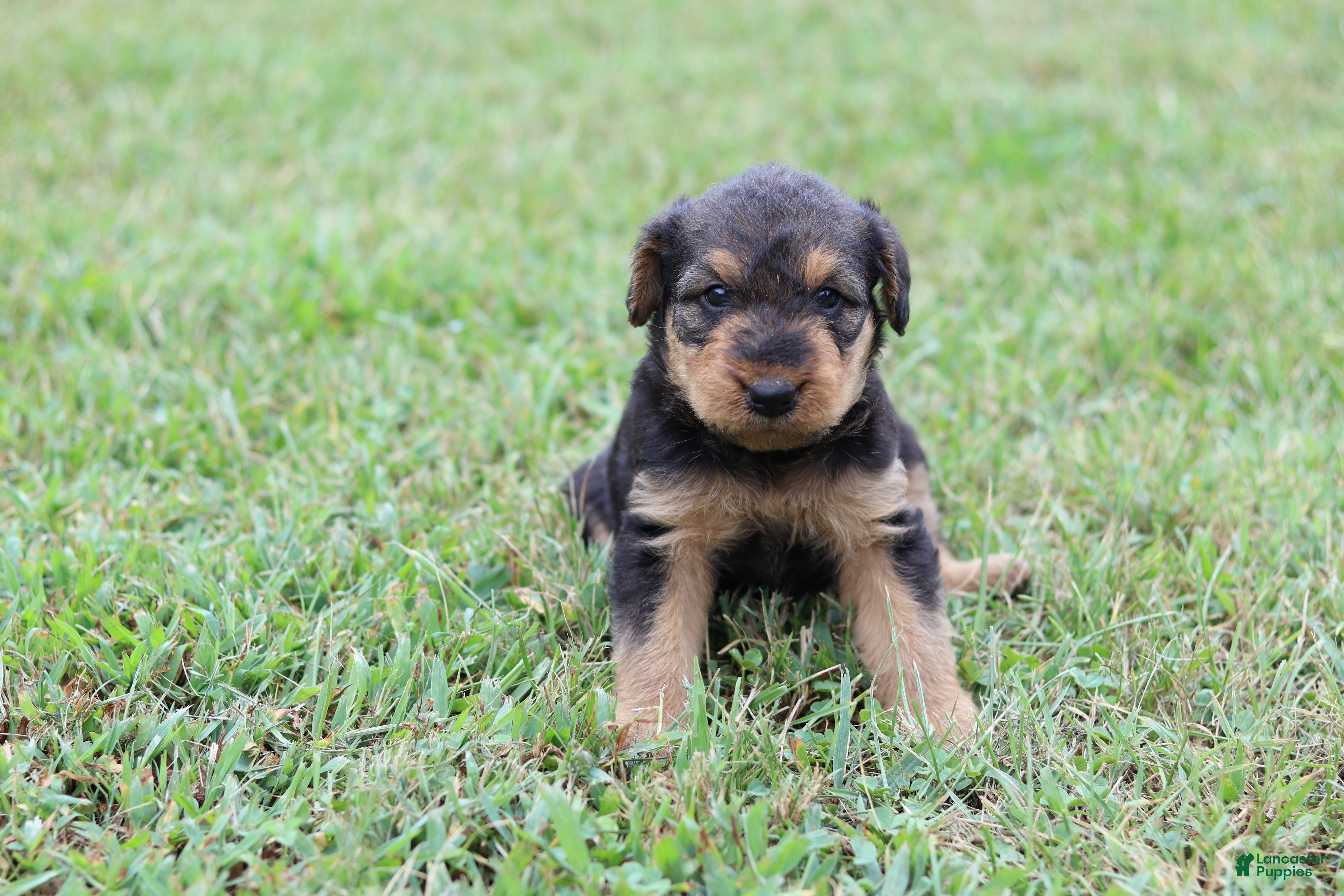 Airedale Terrier dogs for sale: AKC Taffy  - Ad 2