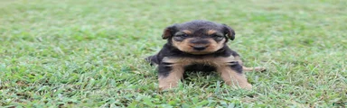 AKC Taffy 