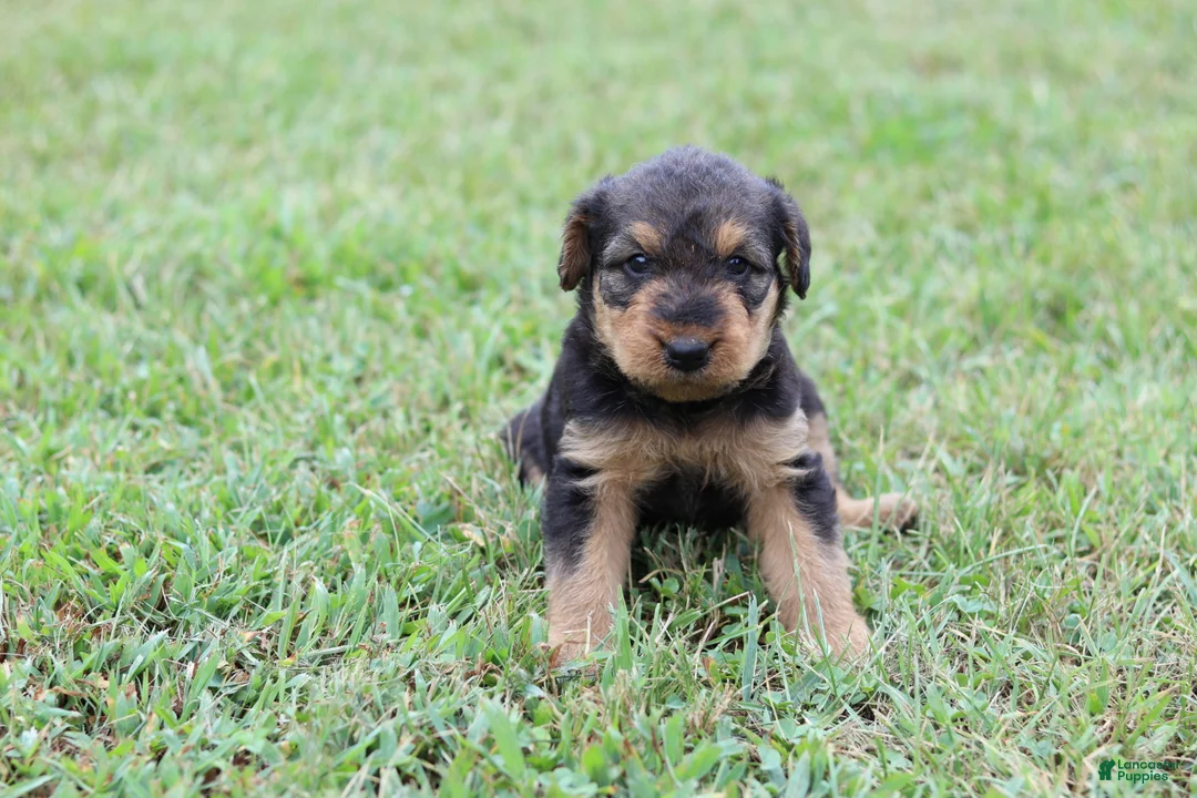 Airedale Terrier dogs for sale: AKC Taffy  - Ad 1