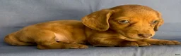 Miniature Dachshund dogs for sale: Chucky - Ad 9
